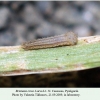 brintesia circe pyatigorsk larva1